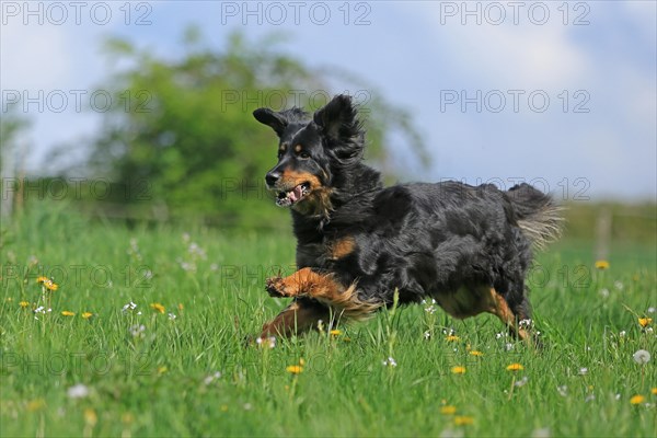 Hovawart running over meadow