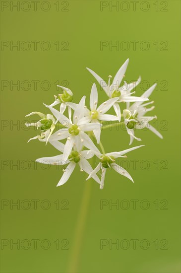 Ramsons (Allium ursinum)