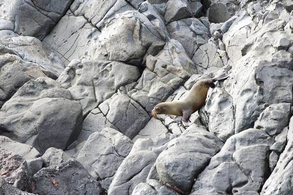 Galapagos Fur Seal (Arctocephalus galapagoensis) young climbing on rocks