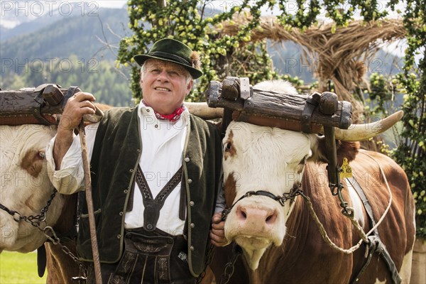 Man wearing traditional dress with two oxen in a yoke