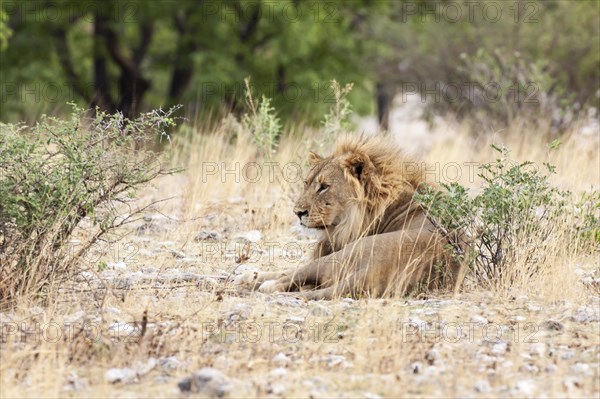 Lion (Panthera leo)