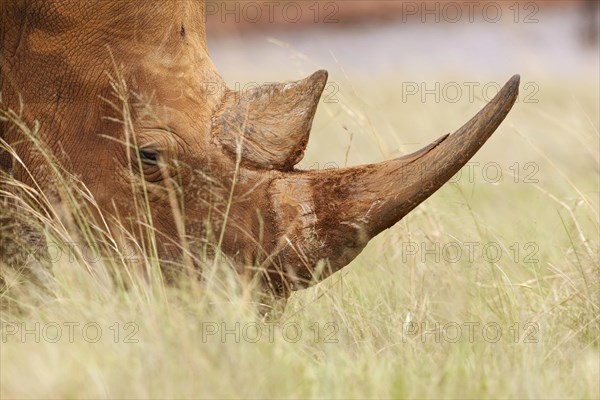 White Rhinoceros (Ceratotherium simum)