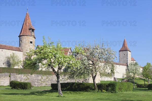 Blossoming trees along the city wall of Rothenburg ob der Tauber