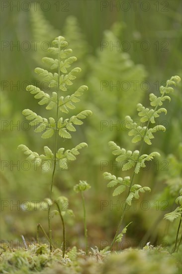 Narrow buckler fern (Dryopteris carthusiana)