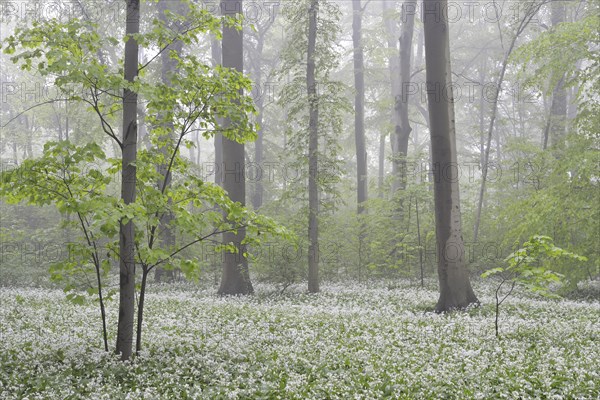 Flowering wild garlic (Allium ursinum) in spring forest in fog