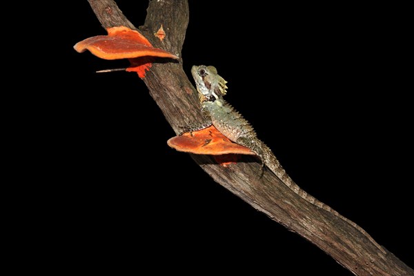 Boyd's Forest Dragon (Hypsilurus boydii)