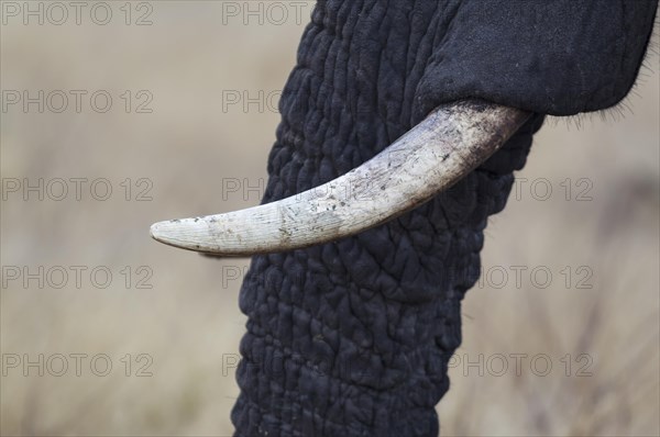 African Elephant (Loxodonta africana)