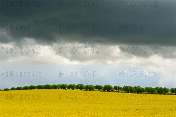 Dark stratocumulus clouds over a rapeseed field and a row of trees