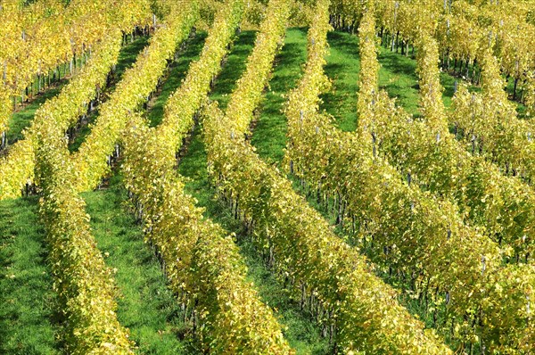 Vineyard in autumn