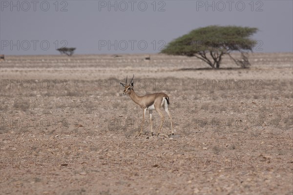 Arabian Oryx (Oryx leucoryx)