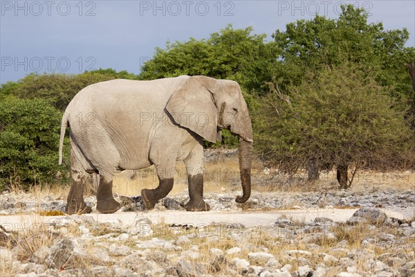 African Elephant (Loxodonta africana)