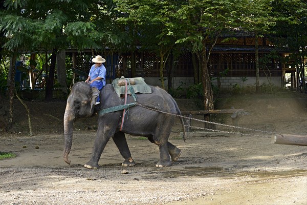 Asian or Asiatic Elephant (Elephas maximus) during a demonstration in Maetaman Elephant Camp