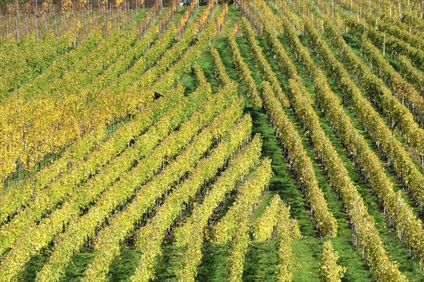 Vineyard in autumn