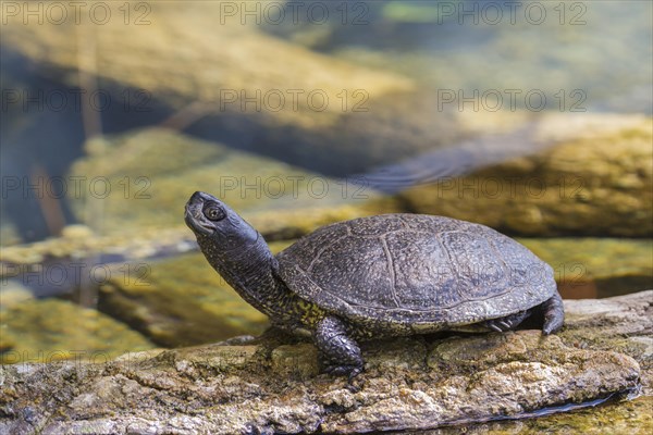 European Pond Turtle (Emys orbicularis)