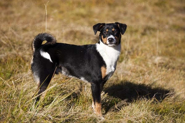 Appenzeller Sennenhund