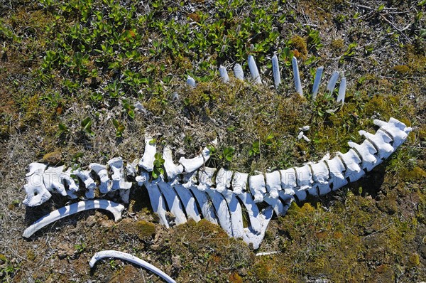 Caribou skeleton in the tundra