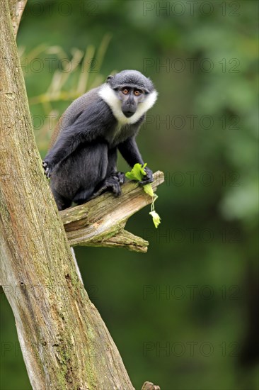 L'Hoest's Monkey (Cercopithecus lhoesti)