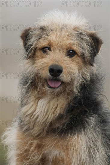 Bosnian Coarse-haired Hound