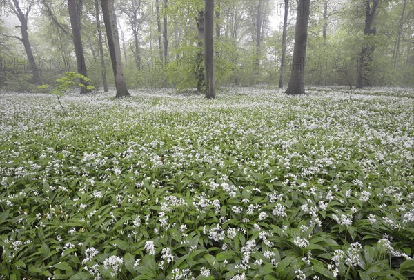 Flowering wild garlic (Allium ursinum) in spring forest in fog