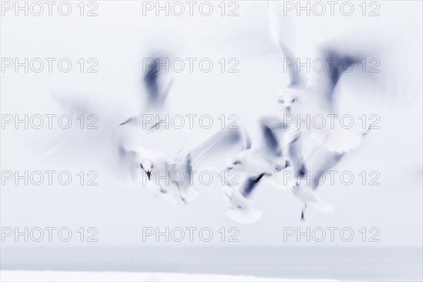 Seagulls in flight