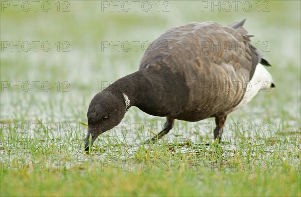 Brant or Brent Goose (Branta bernicla)