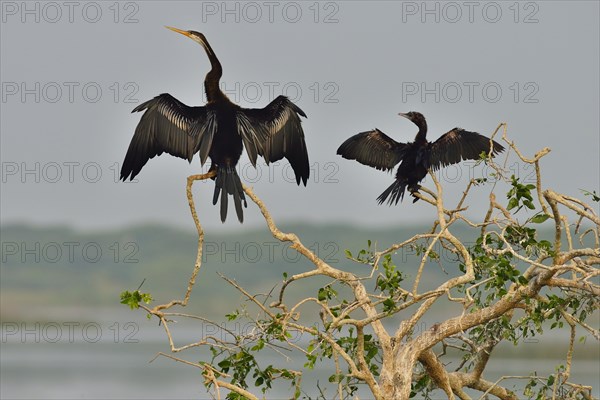 Oriental Darter or Indian Darter (Anhinga melanogaster) and a Little Cormorant (Phalacrocorax niger)