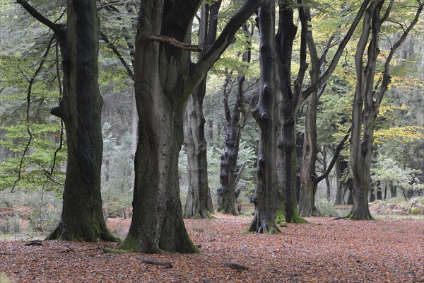 Beech forest