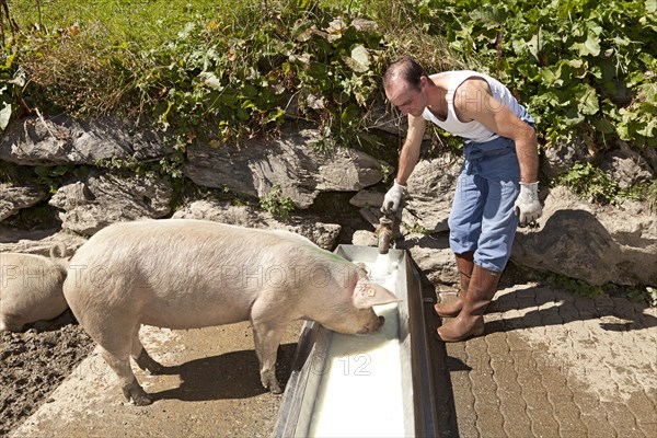 Dairyman feeding the whey resulting from cheese-making to the pigs