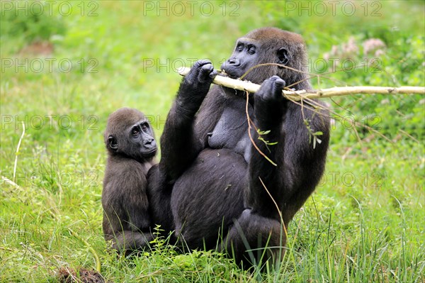 Western Lowland Gorilla (Gorilla gorilla gorilla)