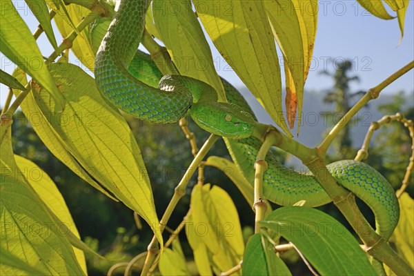 Barat Bamboo pitviper (Trimeresurus sabahi barati)