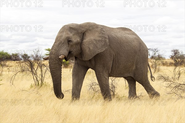 African Elephant (Loxodonta africana) feeding
