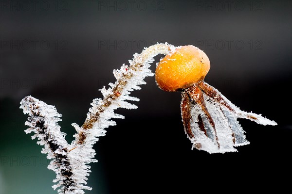 Ice structures on a rosehip