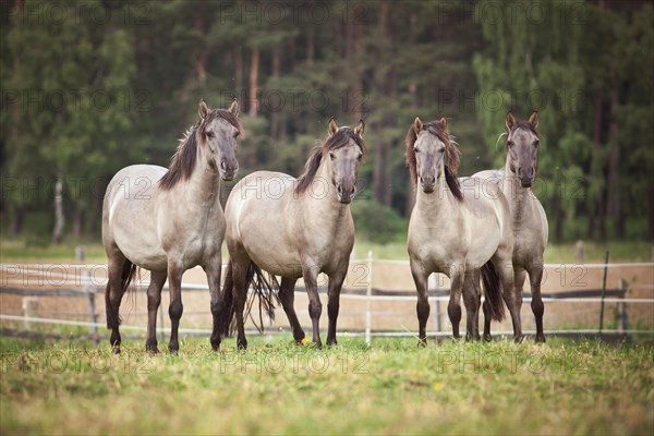 Herd of mares