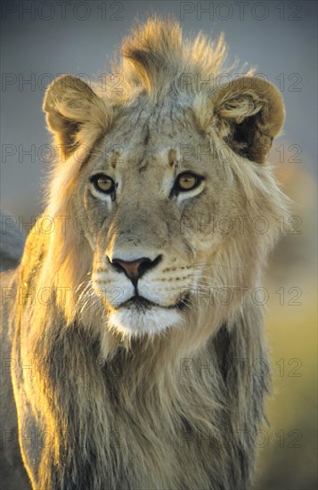 Lion (Panthera leo)