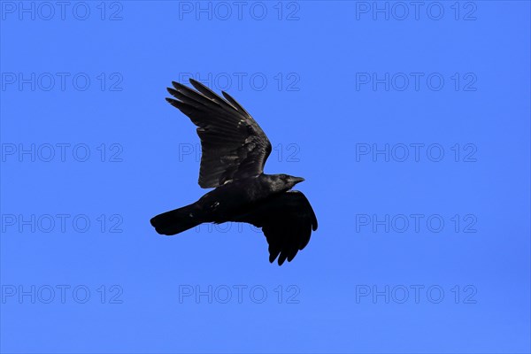 Fish Crow (Corvus ossifragus)