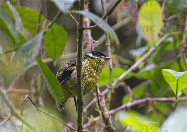 Scaled Fruiteater (Ampelioides tschudii)