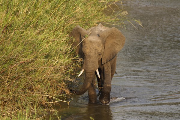 African Elephant (Loxodonta africana) wading through the Olifants River surrounded by Common Reed (Phragmites australis)