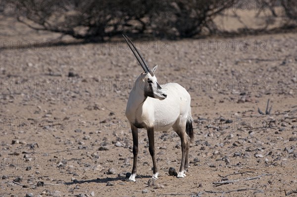 Arabian Oryx (Oryx leucoryx)