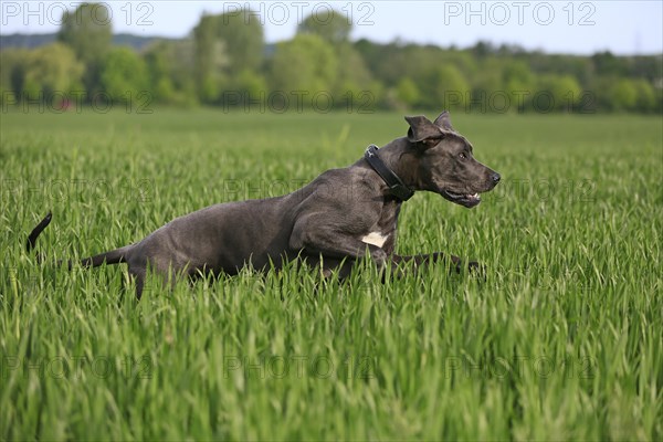 Great Dane in the grass