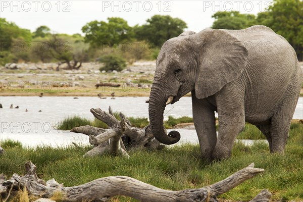 African Elephant (Loxodonta africana)