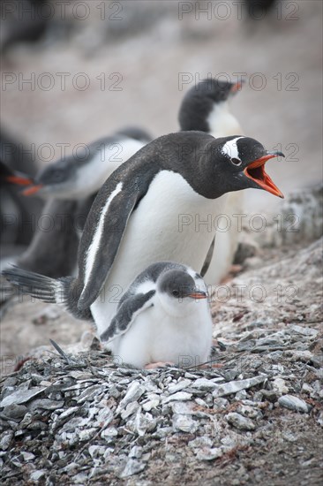 Gentoo Penguin (Pygoscelis papua) and chick at the nest