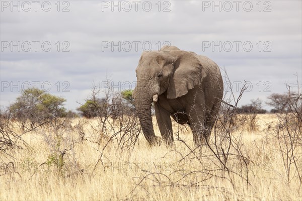 African Elephant (Loxodonta africana)