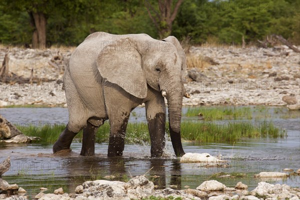 African Elephant (Loxodonta africana) at a waterhole