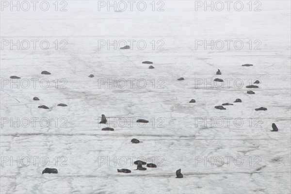 Antarctic Fur Seals (Arctocephalus gazella)