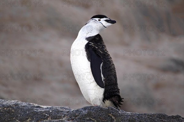 Chinstrap Penguin (Pygoscelis antarctica)