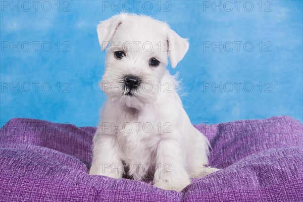 White Miniature Schnauzer