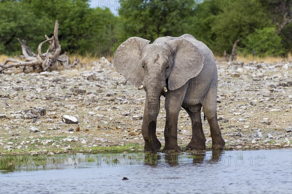 African Elephant (Loxodonta africana)