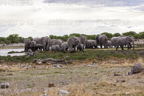 African elephants (Loxodonta africana)