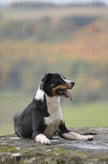 Appenzeller Sennenhund or Appenzell Mountain Dog