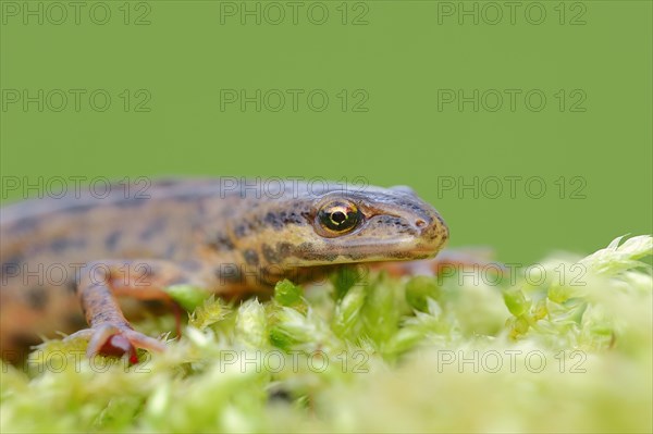 Smooth Newt or Common Newt (Lissotriton vulgaris